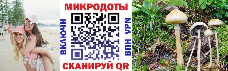 хочу наркоту Шимановск Псилоцибиновые грибы Psilocybe